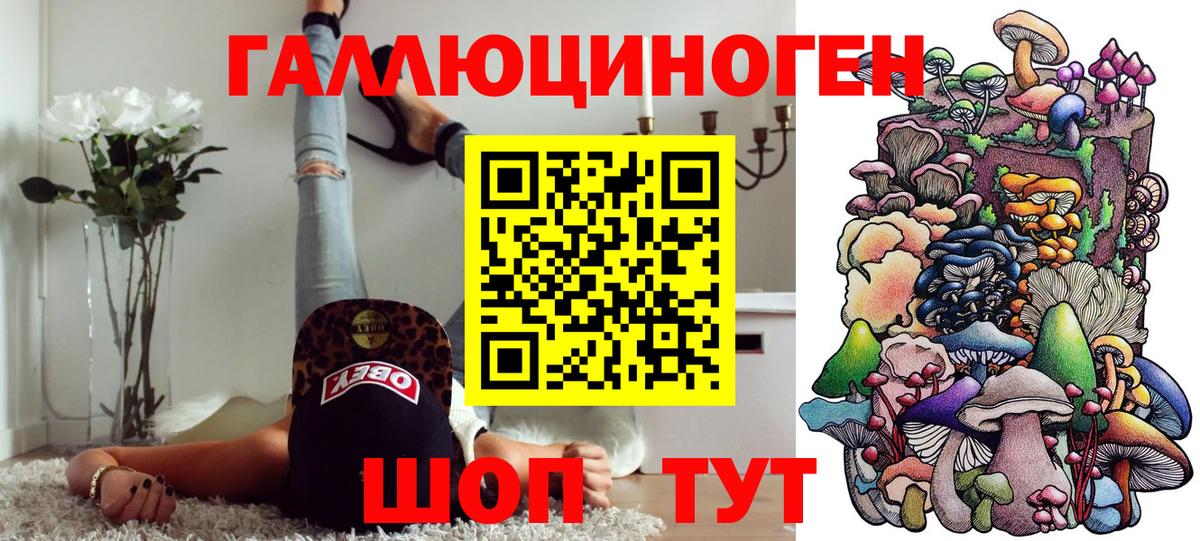 Псилоцибиновые грибы Psilocybe Балтийск